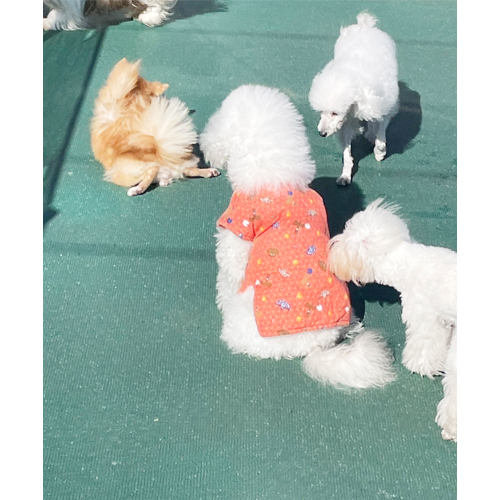 生徒が撮影したモデル犬写真③